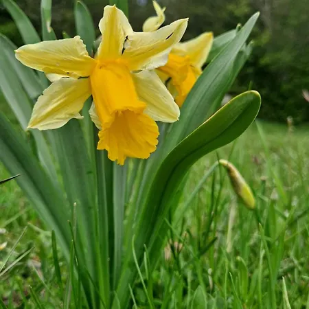 Culfreda Appartement